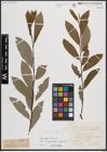 Foto von Salix daphnoides Vill.